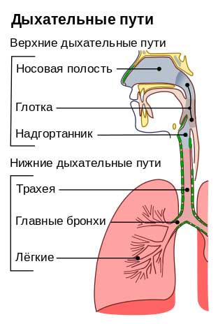 Пандемия COVID-19
